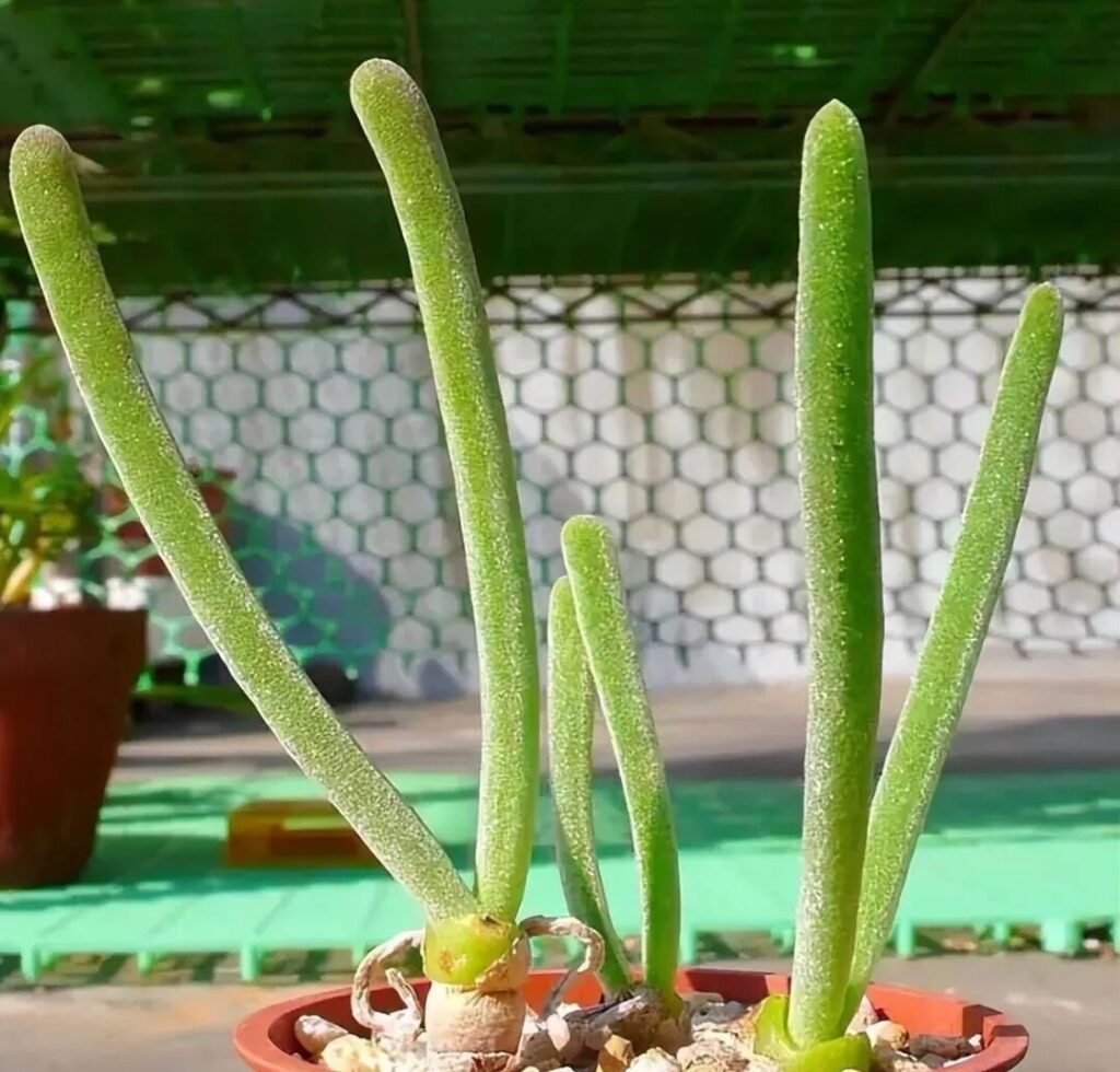 weird succulents: discover bizarre and unique plant shapes