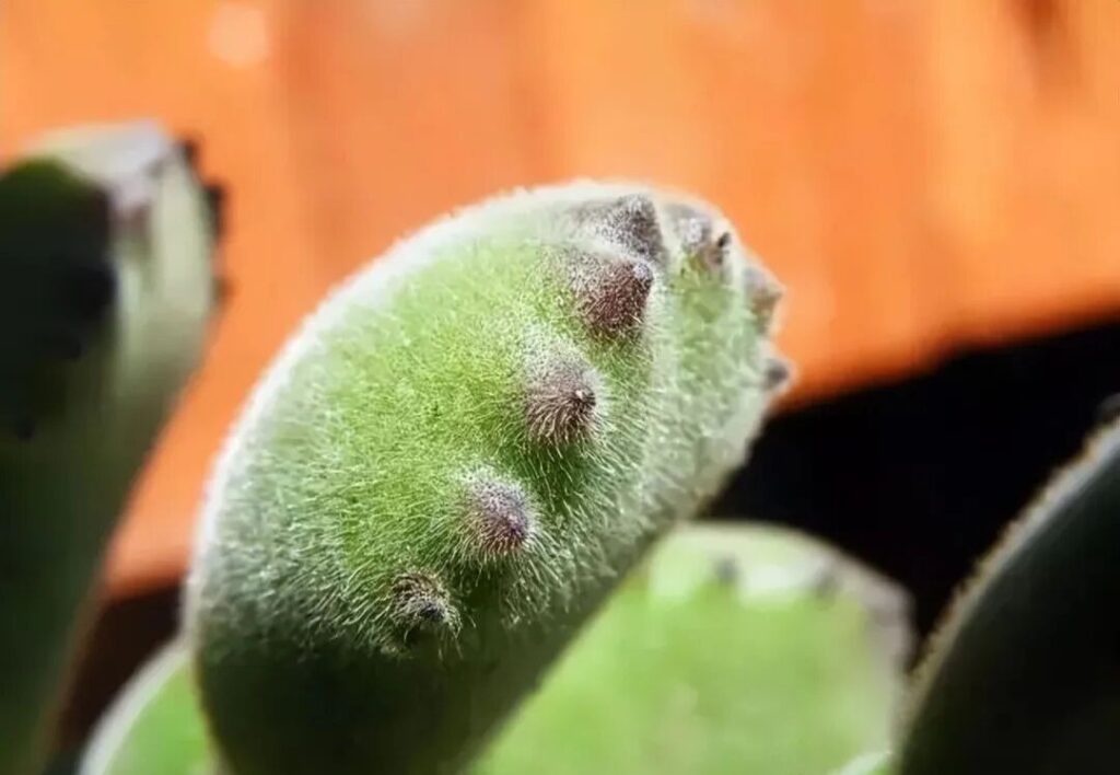 weird succulents: discover bizarre and unique plant shapes
