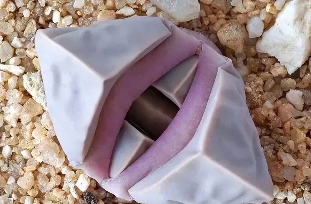 weird succulents: discover bizarre and unique plant shapes