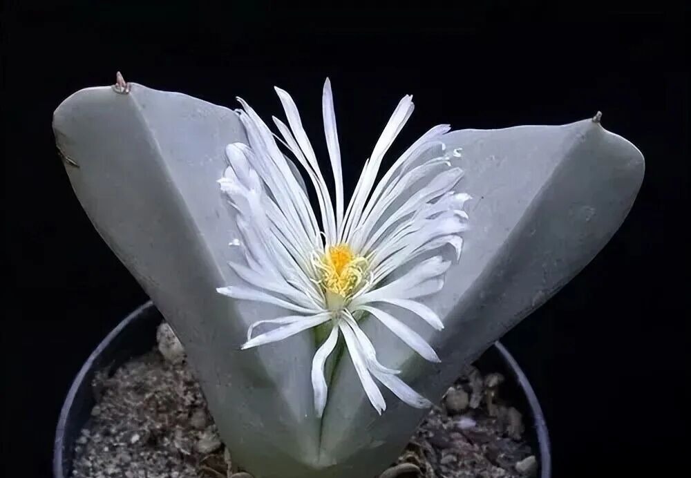 weird succulents: discover bizarre and unique plant shapes