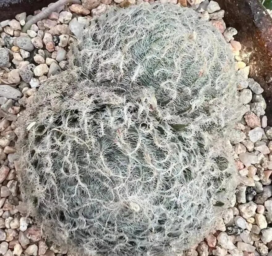 weird succulents: discover bizarre and unique plant shapes