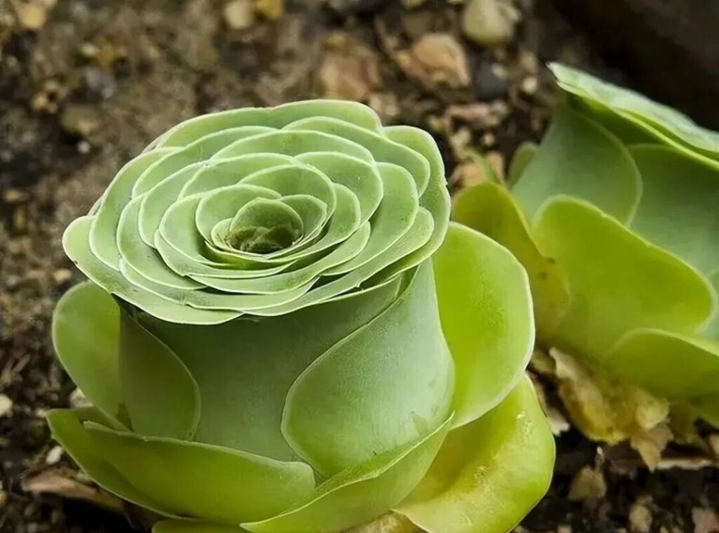 weird succulents: discover bizarre and unique plant shapes