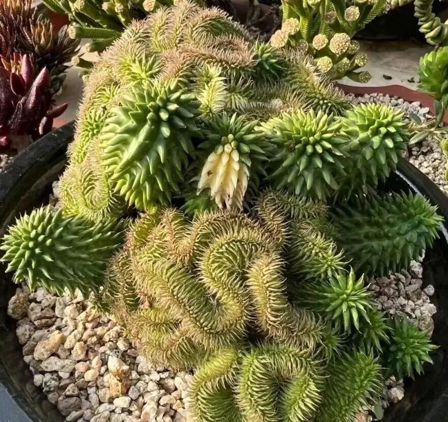 weird succulents: discover bizarre and unique plant shapes