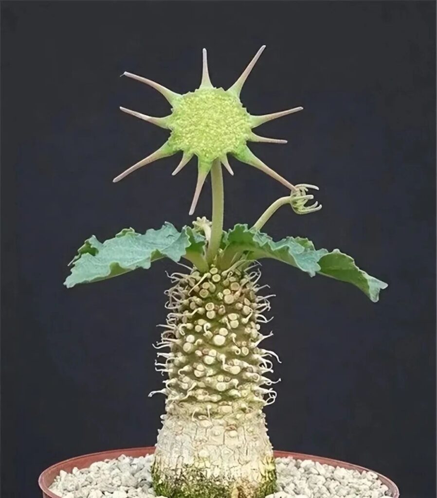 weird succulents: discover bizarre and unique plant shapes