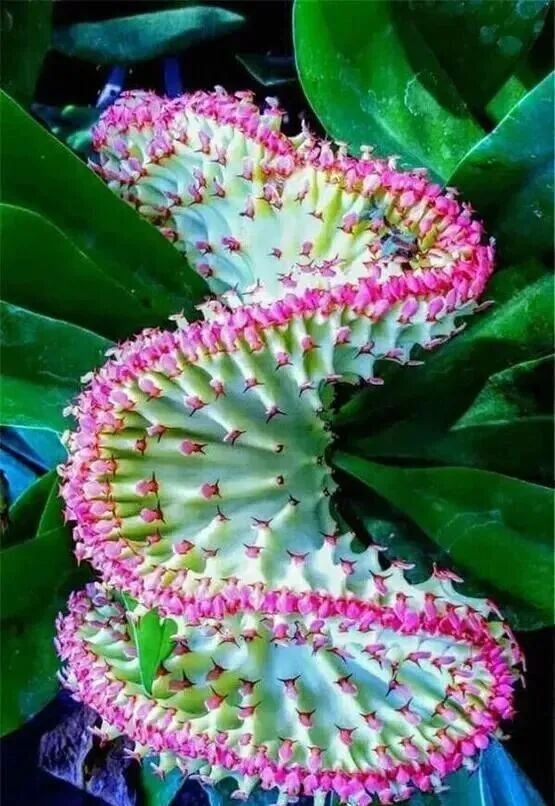 weird succulents: discover bizarre and unique plant shapes