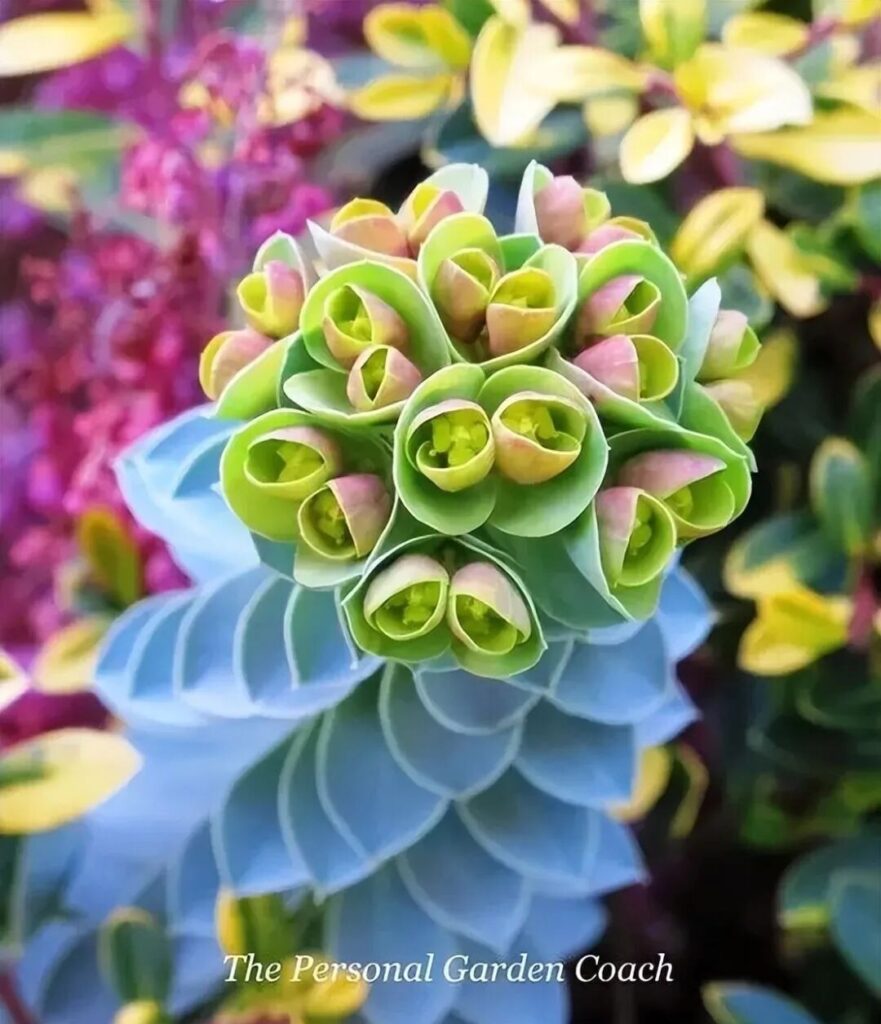 weird succulents: discover bizarre and unique plant shapes