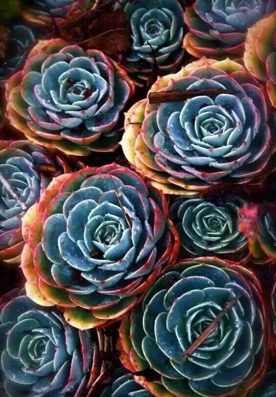 weird succulents: discover bizarre and unique plant shapes