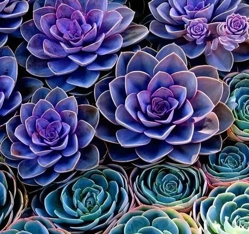 weird succulents: discover bizarre and unique plant shapes