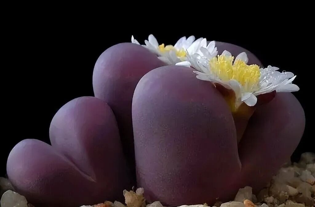 weird succulents: discover bizarre and unique plant shapes