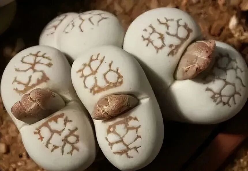 weird succulents: discover bizarre and unique plant shapes