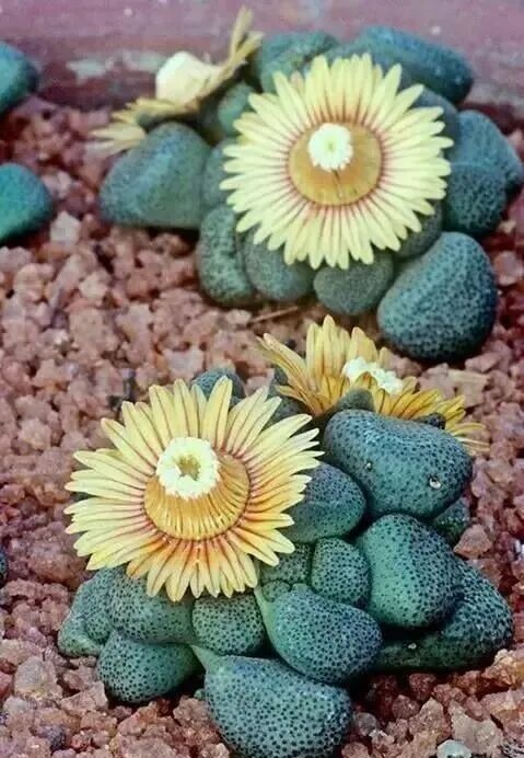 weird succulents: discover bizarre and unique plant shapes