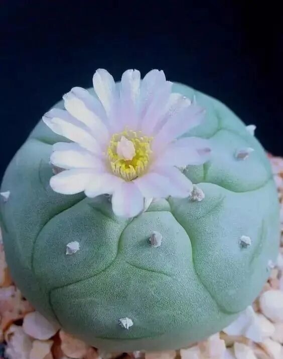weird succulents: discover bizarre and unique plant shapes