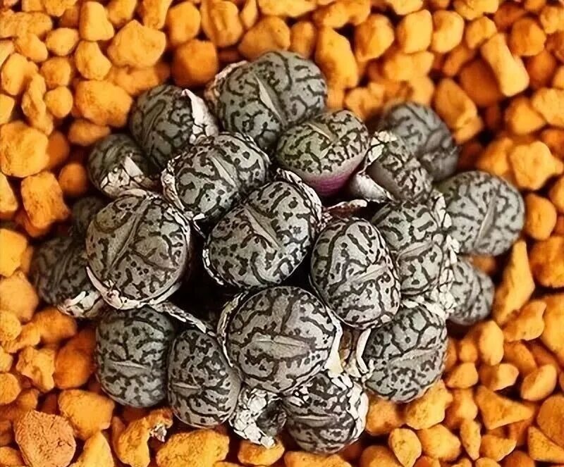 weird succulents: discover bizarre and unique plant shapes