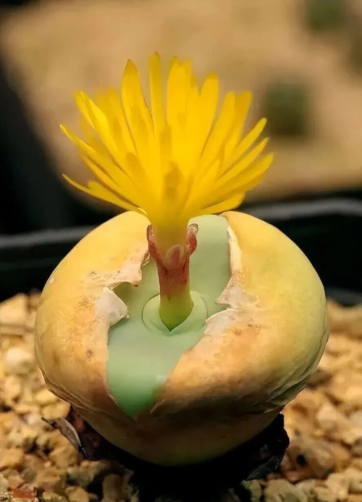 weird succulents: discover bizarre and unique plant shapes