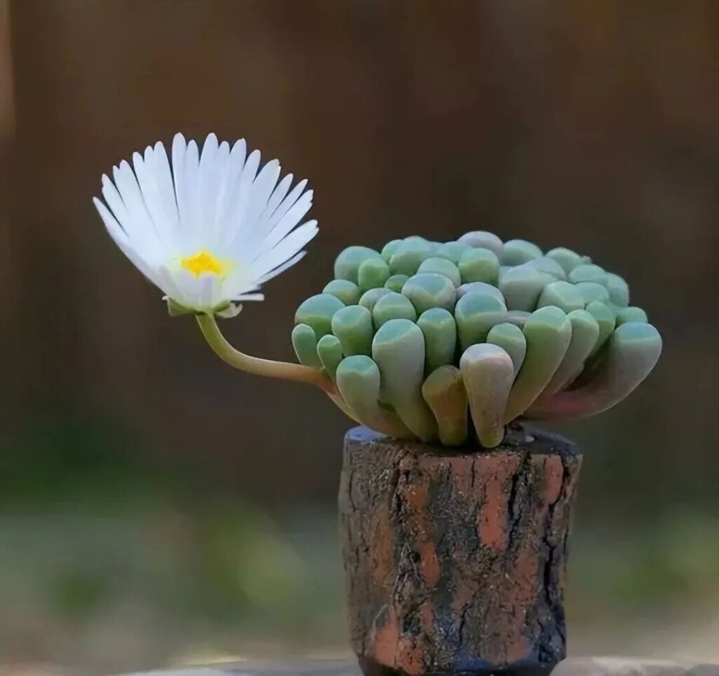 weird succulents: discover bizarre and unique plant shapes