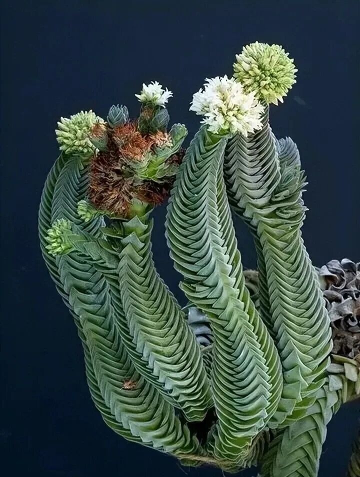 weird succulents: discover bizarre and unique plant shapes