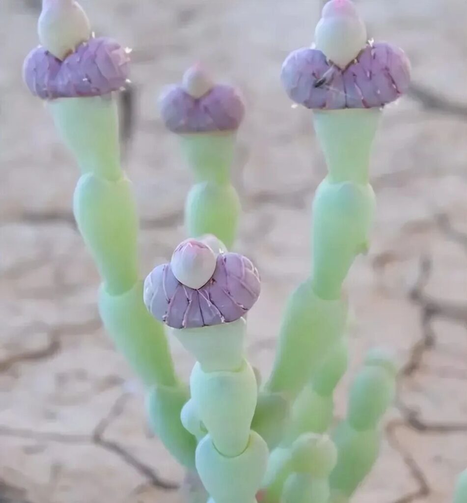 weird succulents: discover bizarre and unique plant shapes
