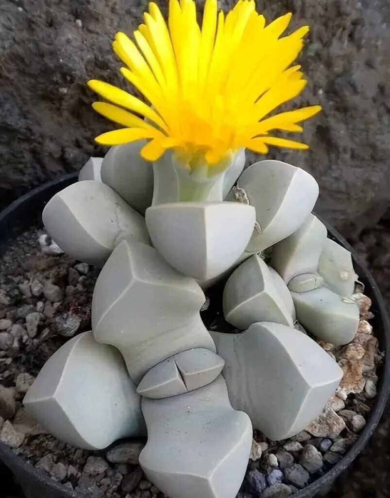 weird succulents: discover bizarre and unique plant shapes