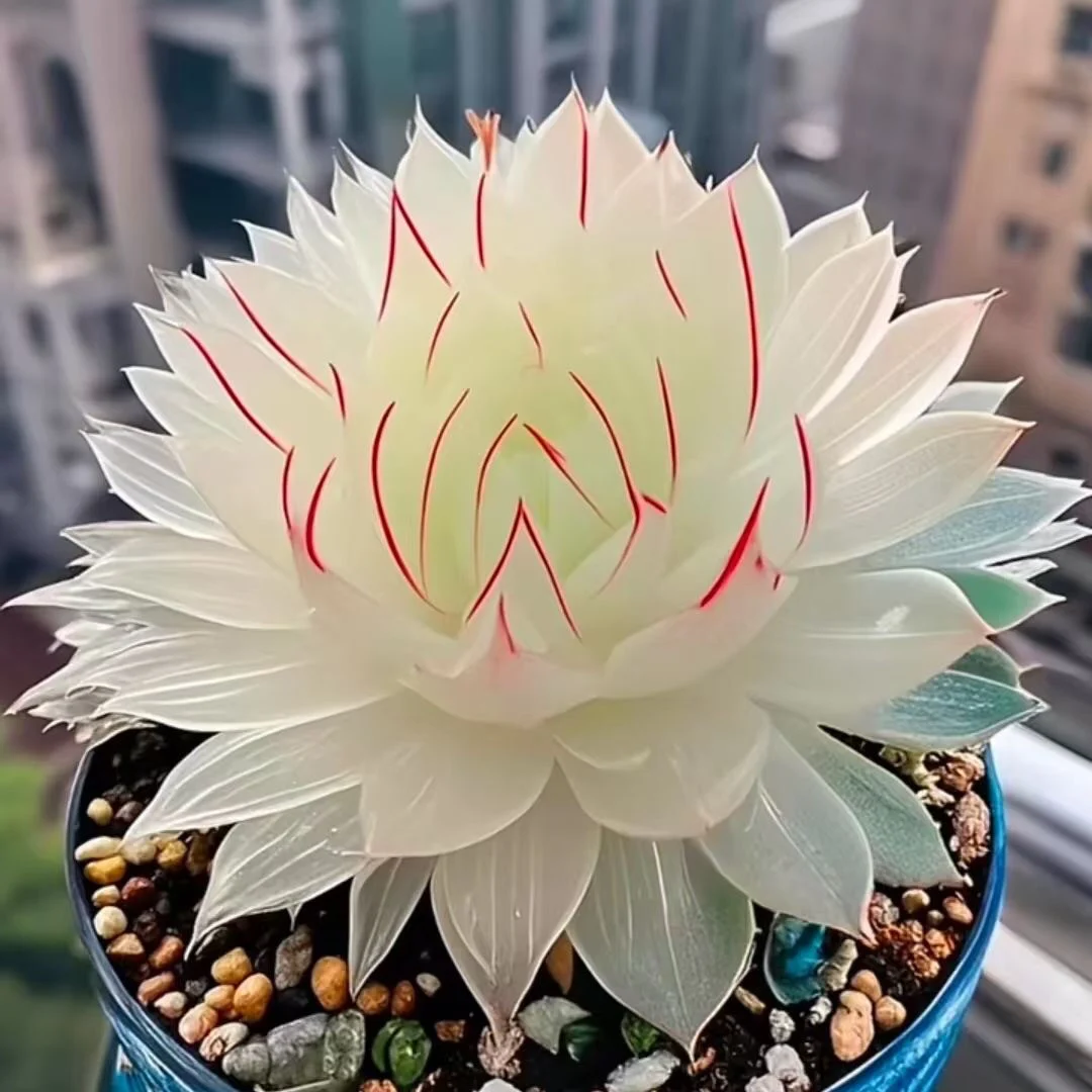Close-up of a white succulent with red edges in a blue pot