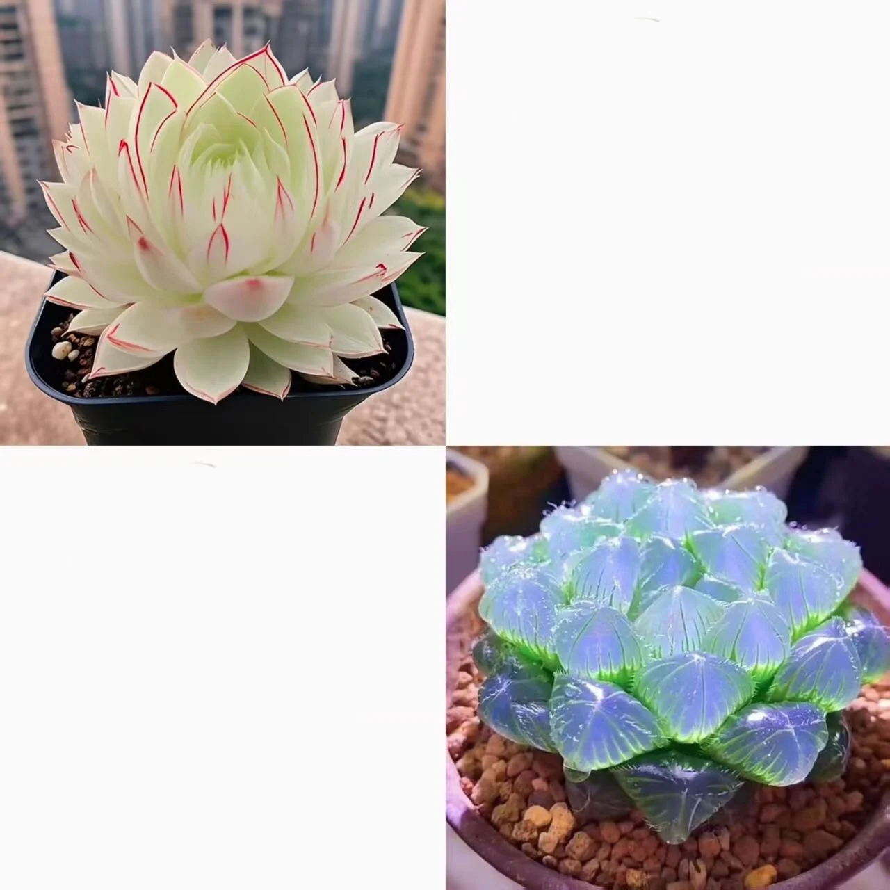 Collage showing white and blue-purple Haworthia cooperi succulents