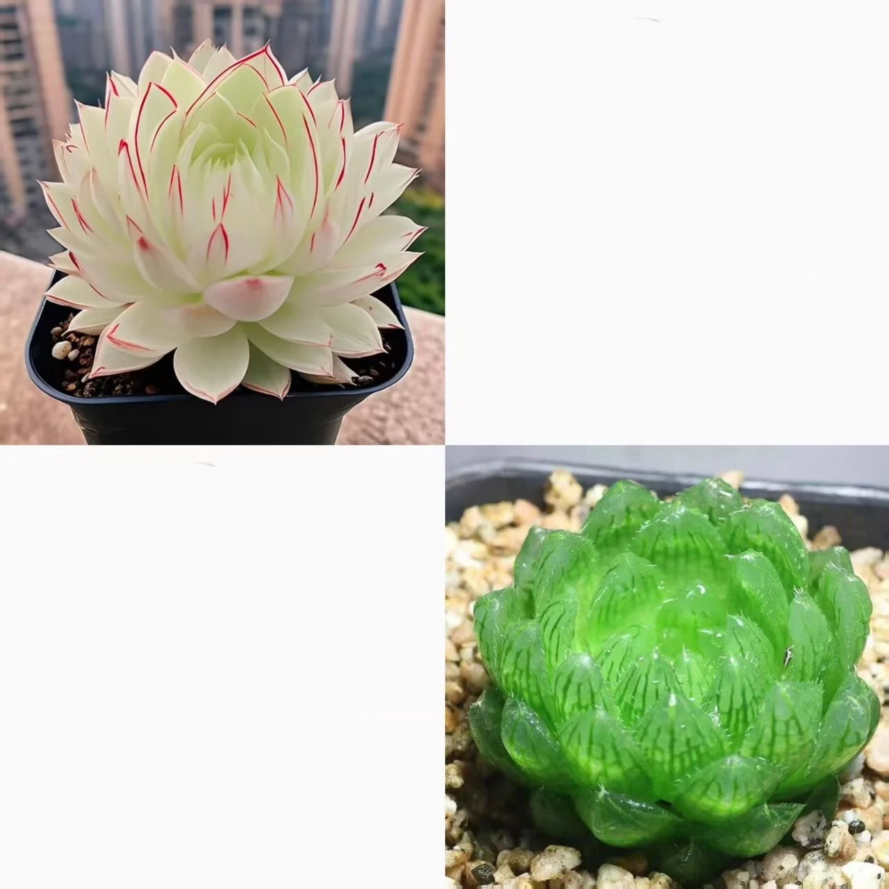 Collage of white and green succulent plants