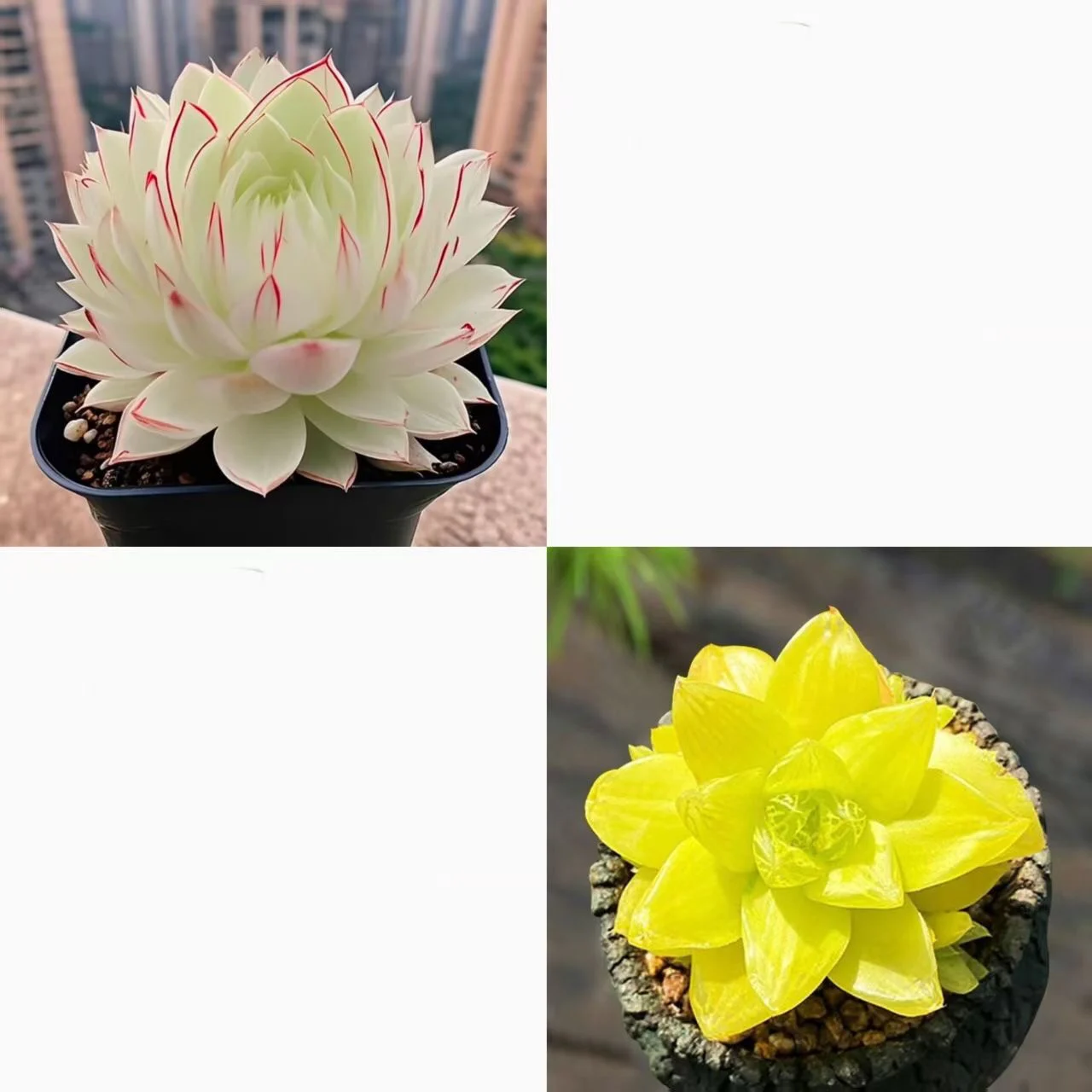 Collage of white and yellow succulent plants