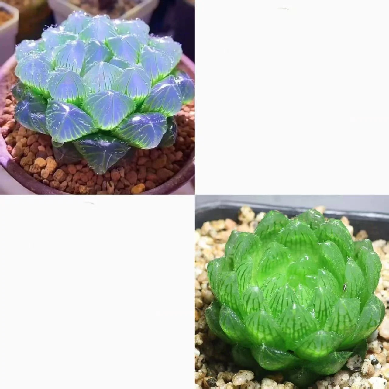 Collage of blue-purple and green succulent plants