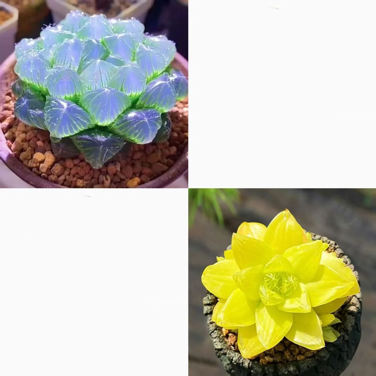Collage of blue-purple and yellow succulent plants