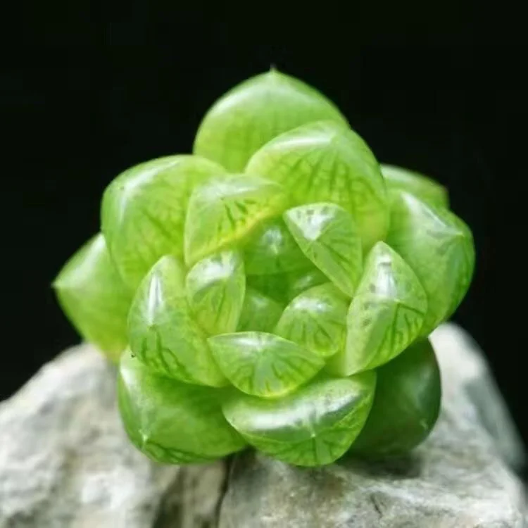 Close-up of a translucent green succulent plant on a rock