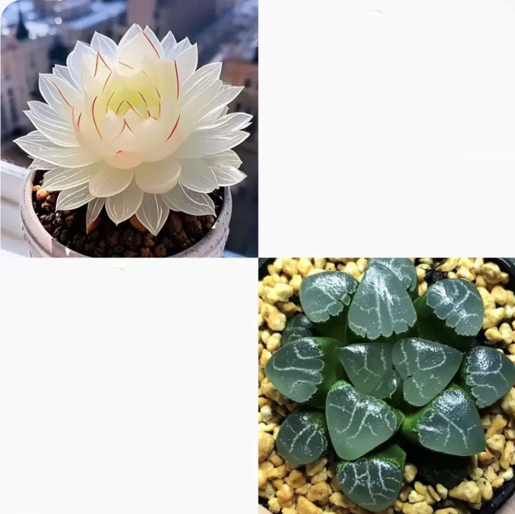 Collage of white and green succulent plants