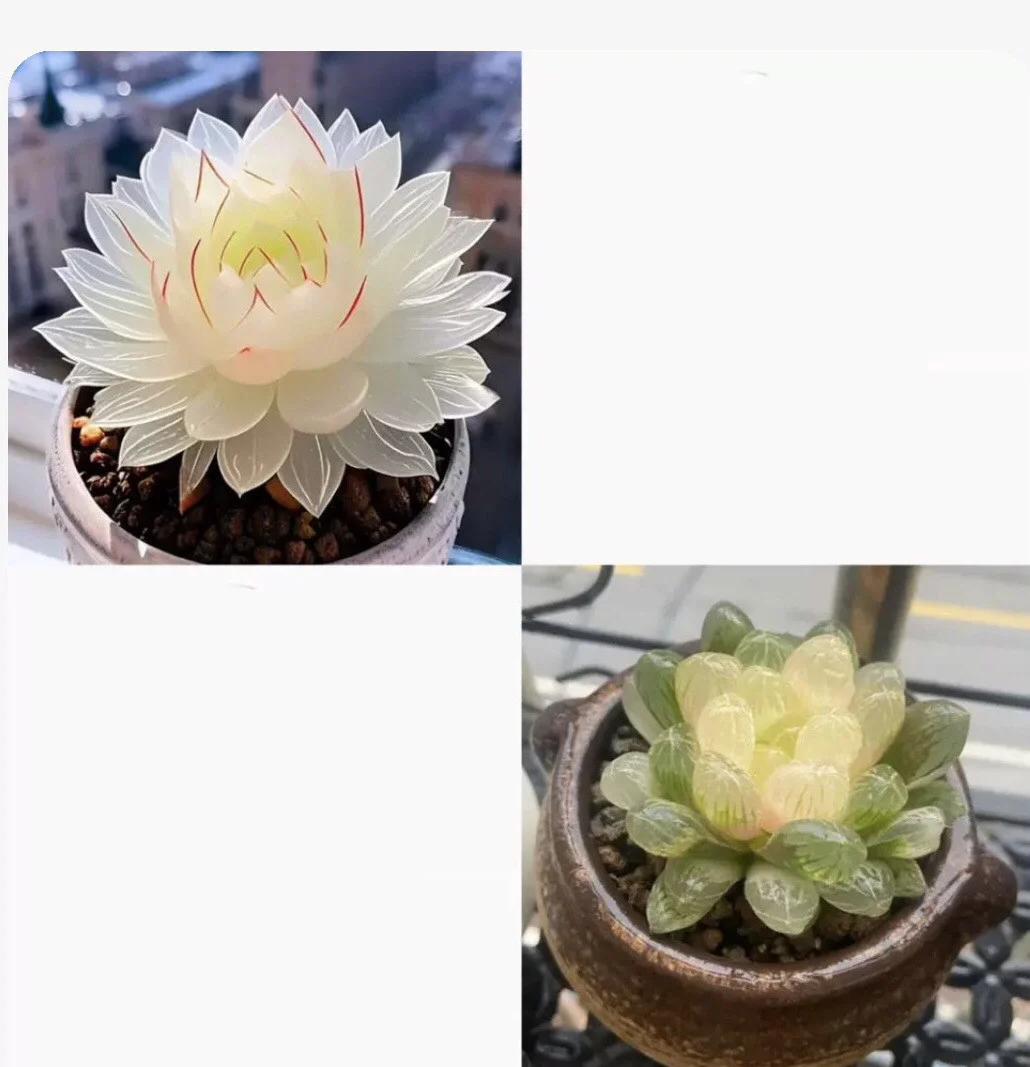 Collage of white and yellow succulent plants