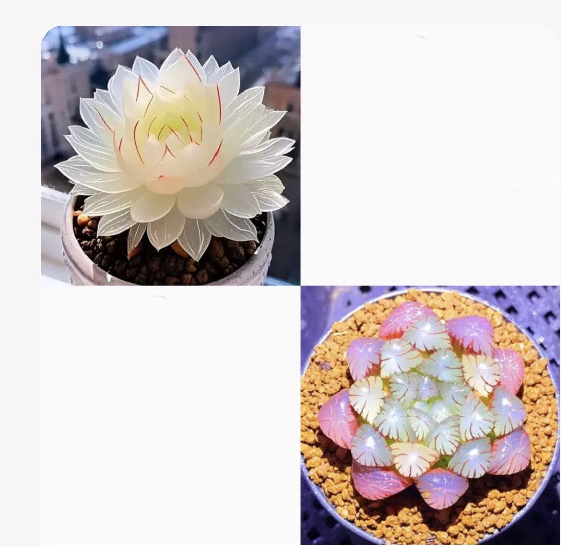 Collage of white and pink translucent succulent plants