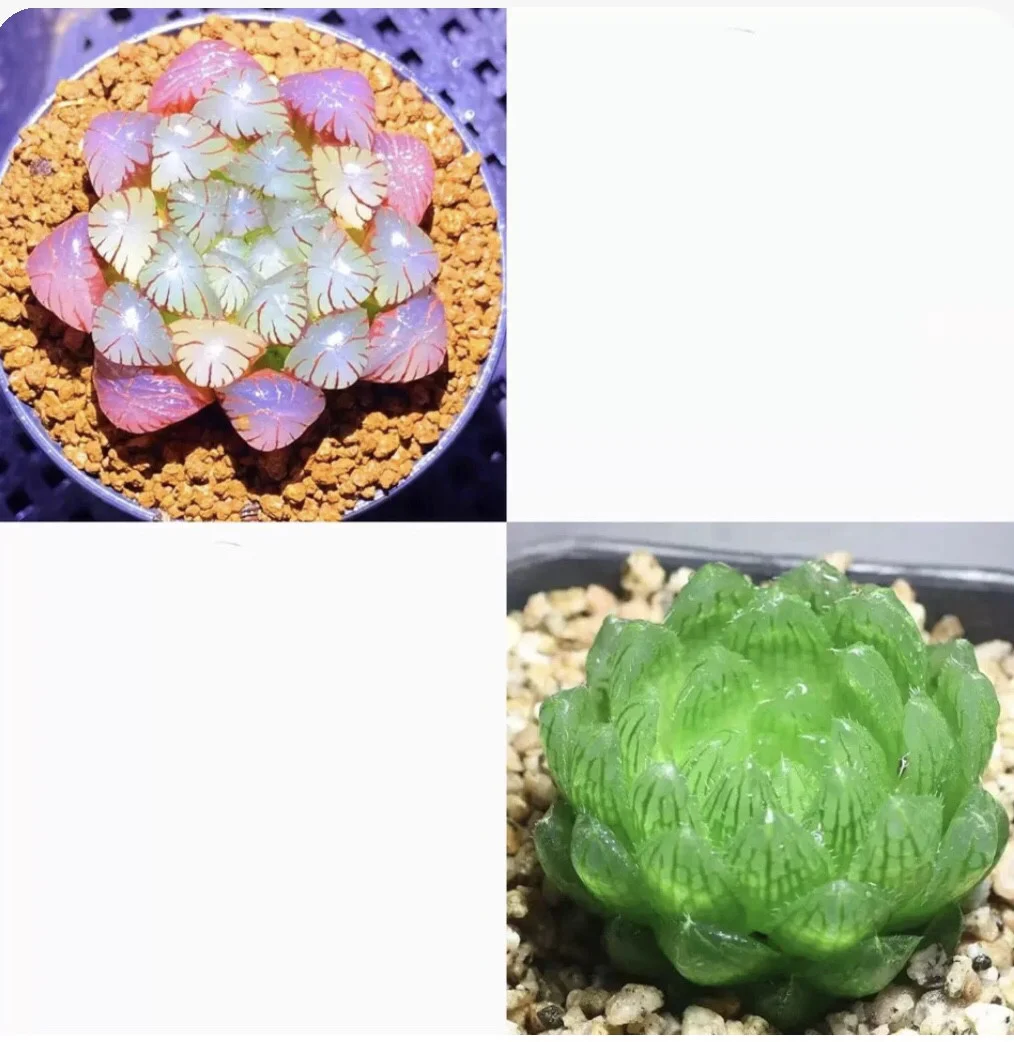 Collage of pink and green translucent succulent plants