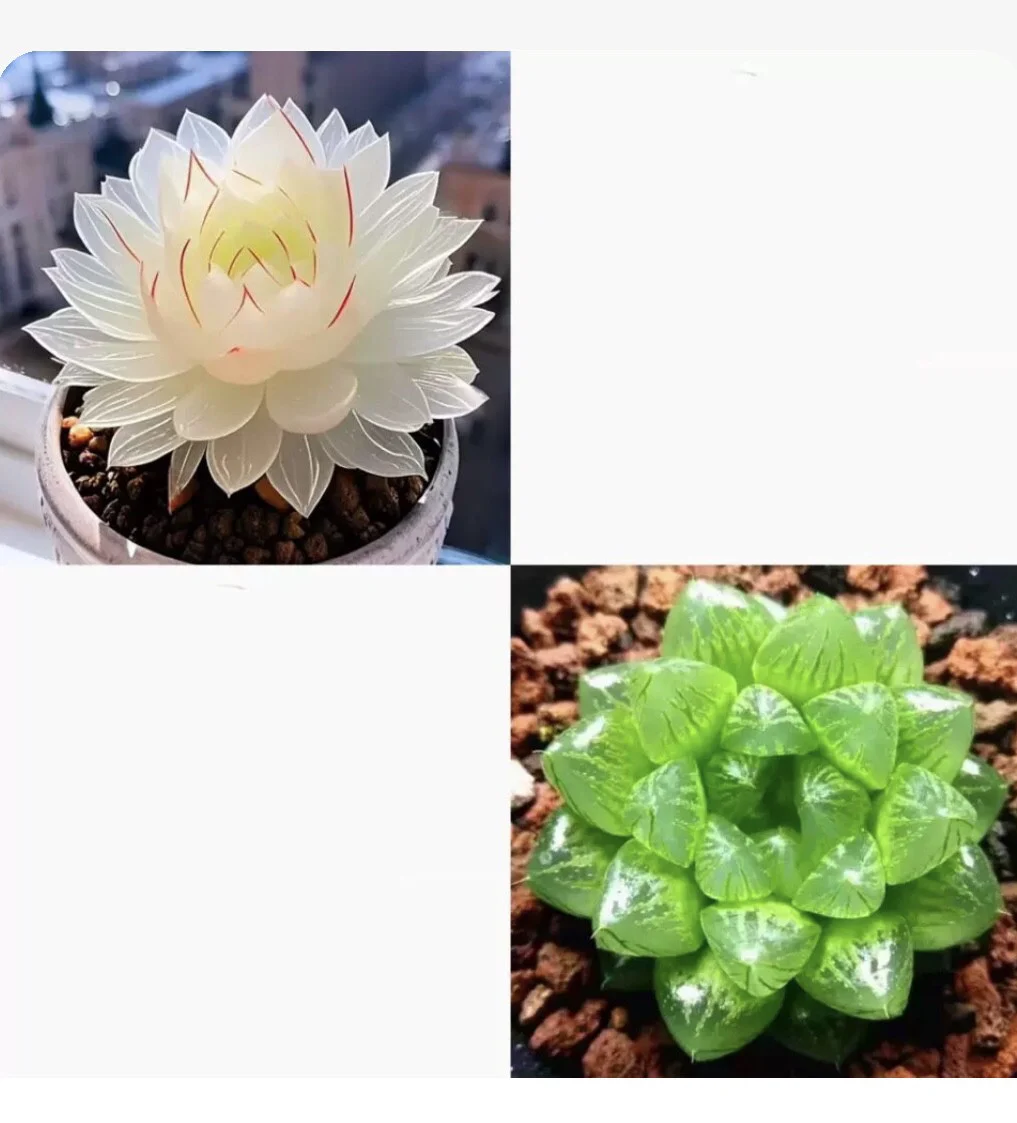 Collage of white and green translucent succulent plants