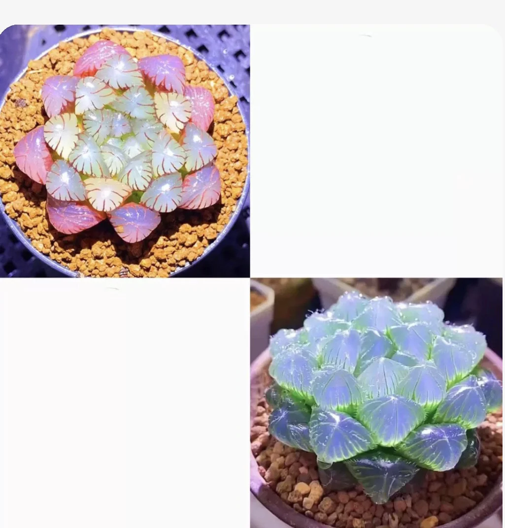 Collage of pink and blue-purple translucent succulent plants
