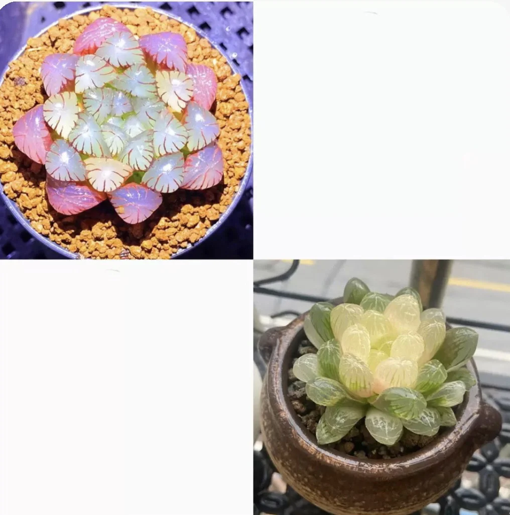 Collage of pink and yellow translucent succulent plants