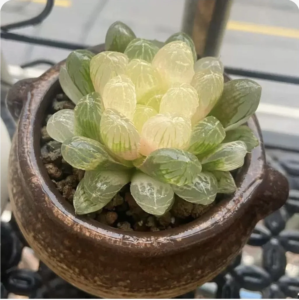 Close-up of a green succulent plant in a ceramic pot