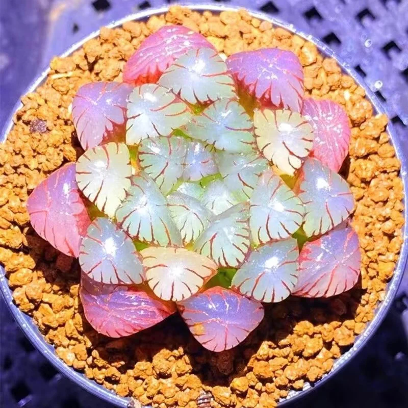 Close-up of a pink translucent succulent plant