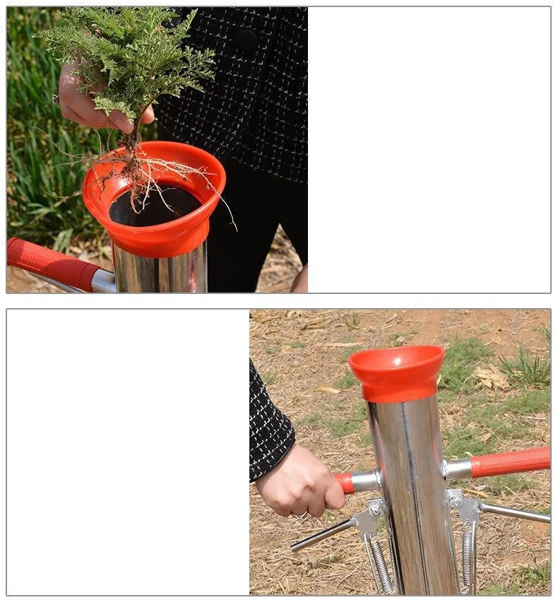 Dropping a green seedling into the red funnel of the transplanter
