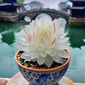 White Haworthia cooperi succulent with red edges in a ceramic pot