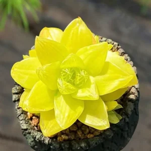 Yellow Haworthia with Pot