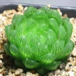 SKU Haworthia Cooperi Succulent 02 150x150