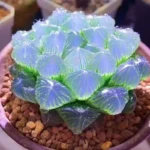 SKU Haworthia Cooperi Succulent 03 150x150