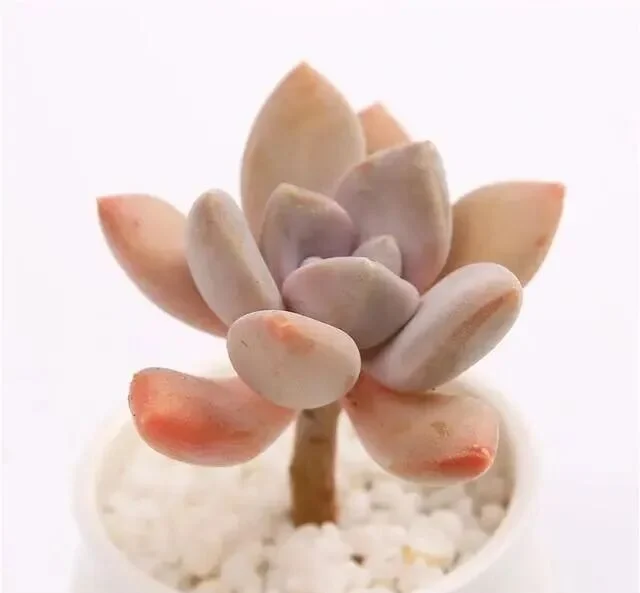 Pale pink ghost plant succulent in a white pot