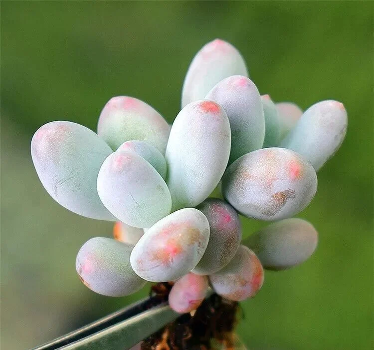 5 Easy Chubby Succulents for Fast and Beautiful Growth Pastel pink and blue moonstone succulent with exposed roots
