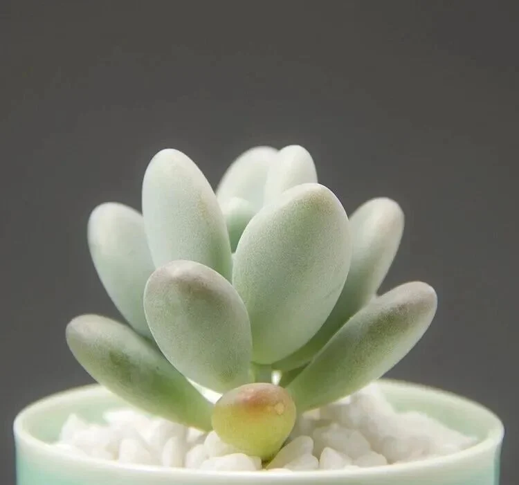 5 Easy Chubby Succulents for Fast and Beautiful Growth White moonstone succulent in a light green ceramic pot