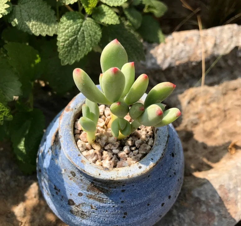 5 Easy Chubby Succulents for Fast and Beautiful Growth Green succulent with red tips in a rustic blue planter