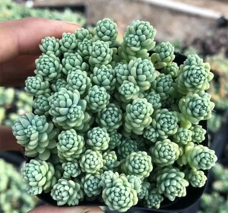 5 Easy Chubby Succulents for Fast and Beautiful Growth Dense cluster of miniature mint green succulent rosettes
