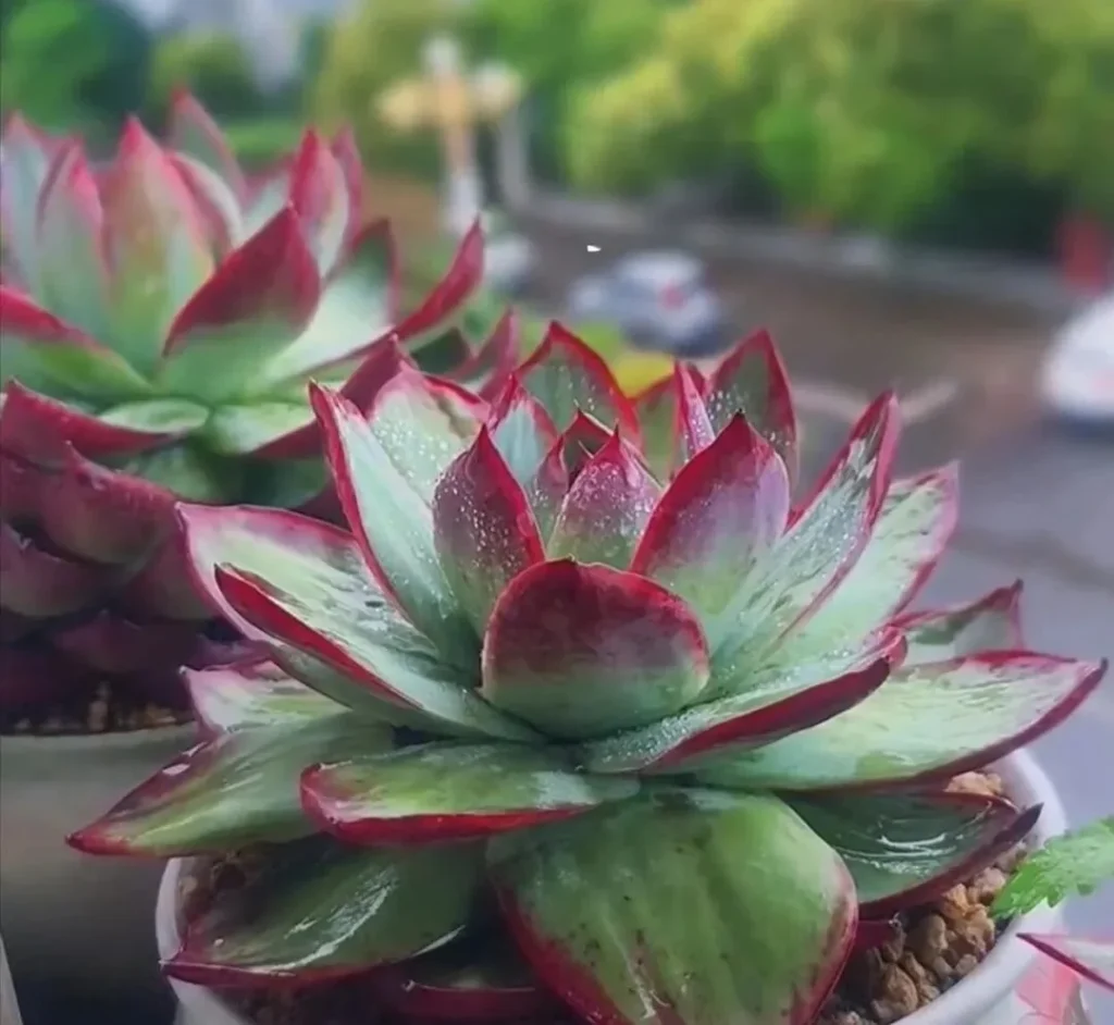 Echeveria Cassiopeia succulent with red edges and water droplets