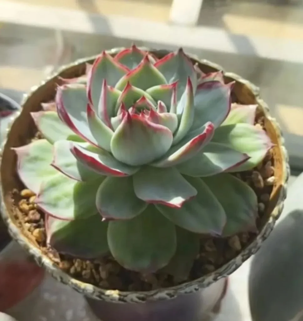Echeveria Cassiopeia Care: Growing the Fairy Succulent Potted Echeveria Cassiopeia succulent in bright sunlight